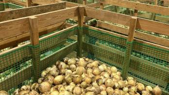 Gobierno intervendrá para garantizar que los agricultores puedan comercializar su producción.