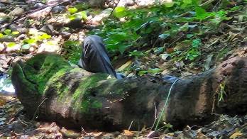 Pasadas las 3:30 p. m., se completó el levantamiento del cadáver, el cual fue trasladado a la morgue judicial.