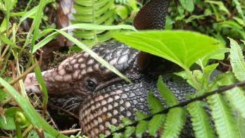 Aumenta el número de rescates de especies en peligro en Chiriquí