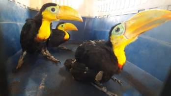 Rescatan a tres tucanes que estaban en cautiverio en Chiriquí