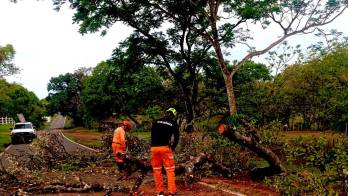 Recientemente, SINAPROC Veraguas realizó el corte y remoción de un árbol que cayó sobre la vía que conduce hacia la comunidad de Pueblo Nuevo.