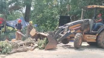 Bomberos llegaron al lugar y procedieron a cortar el árbol para desbloquear la Panamericana.