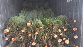 ¡Huele a navidad! Llegan los primeros arbolitos a Panamá