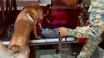 La alerta de un can “detector” permitió confirmar las sospechas, dando paso a una revisión más exhaustiva.