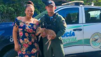 Esta lugareña es una heroína por salvarle la vida al pequeño venado de cola blanca