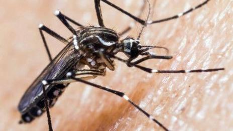 El Dengue se apodera de la provincia de Herrera