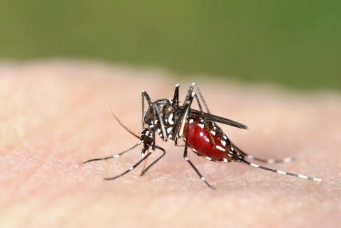 La malaria afecta a más de 4 mil personas en Panamá 