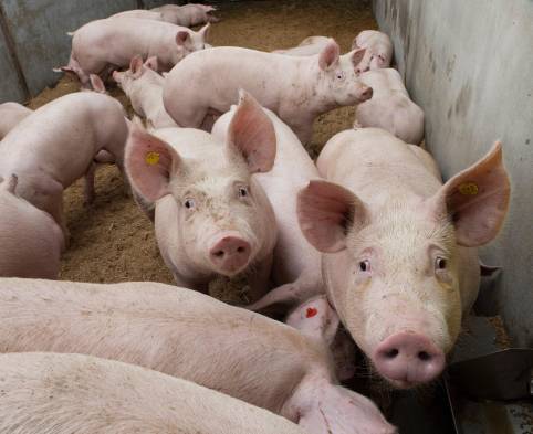 La carne de cerdo representa más del 10% del consumo total de proteínas cárnicas en Panamá.