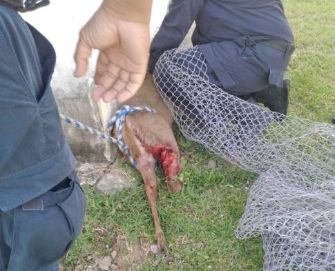 El médico veterinario indicó que el animal presentaba pérdida de su masa muscular.