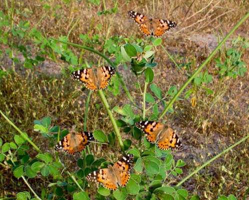 La mariposa cardera pasa el invierno y cría en el África subsahariana