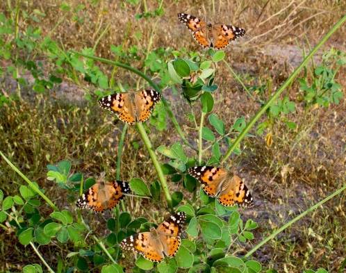 La mariposa cardera pasa el invierno y cría en el África subsahariana