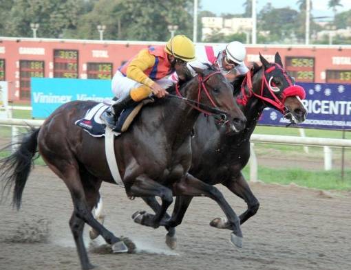 ‘El Celestial’ por fuera, que reaparecia de una para de siete meses, decepcionó a los apostadores.