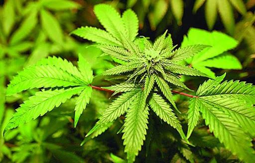 Colombia tiene el potencial para ser el primer exportador mundial de Cannabis