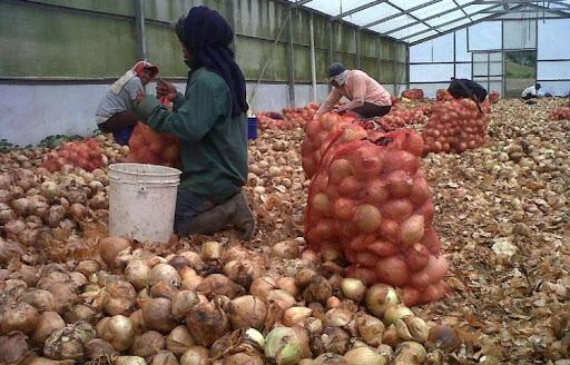 Agricultores temen que cierre de Aupsa ponga en riesgo la producción nacional