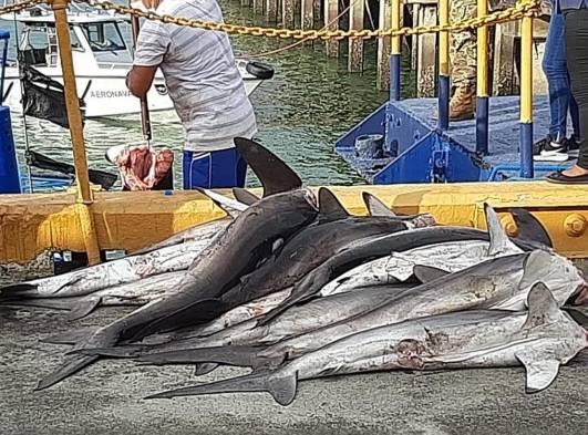 Le meten $250 mil de multa a embarcación tica por pescar tiburones 