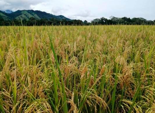 En Panamá se sembraron 93,000 hectáreas de arroz en el actual ciclo agrícola.