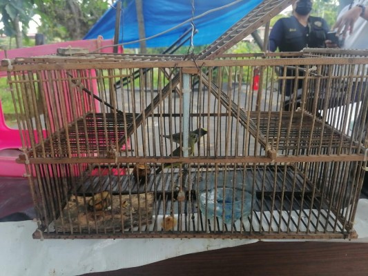 Decomisaron trece jaulas trampa utilizados en la extracción de aves silvestres.
