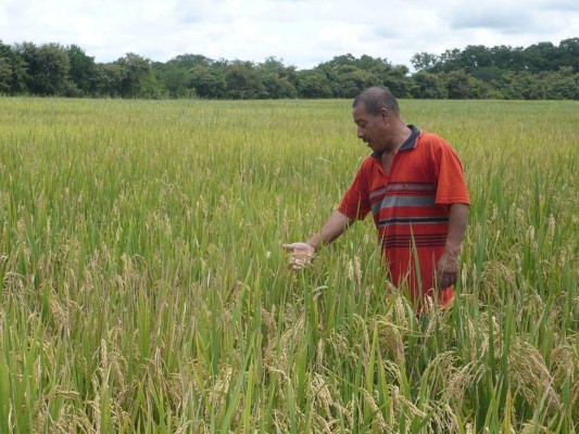 Cosecha de arroz en la provincia de Coclé es afectada en temporada de invierno.