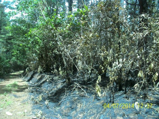 Las llamas consumieron ocho hectáreas de bosque reforestado.
