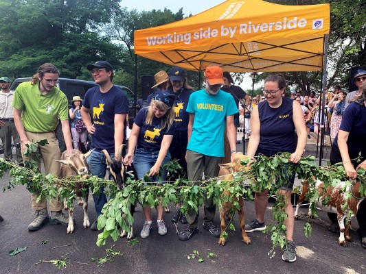 Nueva York recurre a las cabras para limpiar los parques de la ciudad