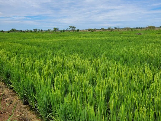 MIDA: superficie sembrada de arroz en Panamá presenta números positivos