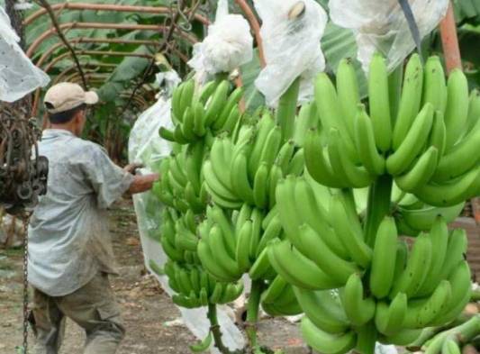 Panamá se prepara para exportar más productos hacia EE.UU.