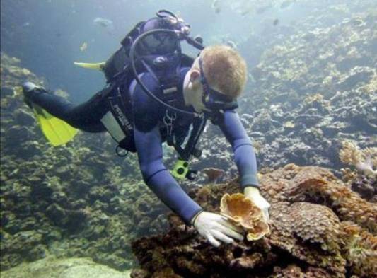 Los arrecifes coralinos están siendo afectados por la contaminación de los mares.