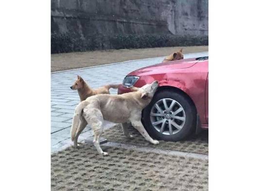 Venganza canina le cuesta el carro a un hombre en China.