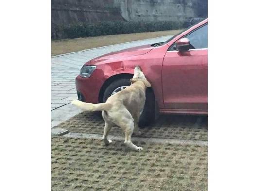 Venganza canina le cuesta el carro a un hombre en China.