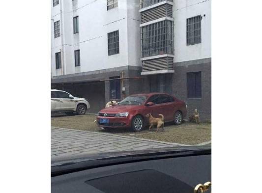 Venganza canina le cuesta el carro a un hombre en China.