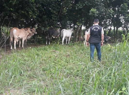 Fueron encontradas en una finca privada.