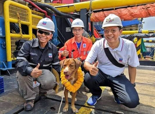 ¡Aunque usted no lo crea!, Un perro sobrevivió nadando 217 kilómetros  en el mar