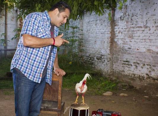 Los gallos son su símbolo