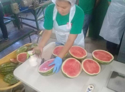 Durante la temporada de cosecha de sandía la empresa contrata a 120 trabajadores en planta y unos 130 en el área de cosecha, lo que le da una oportunidad a la población local de tener un ingreso fijo.