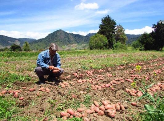 Al abaratar los costos del cultivo, el consumidor podrá comprar la libra de papa más barata.