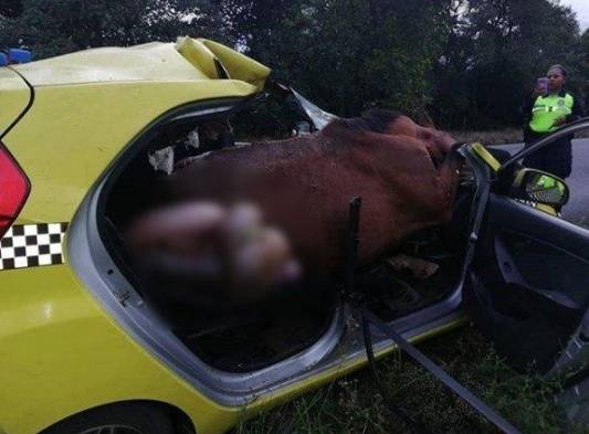 Taxista resulta lesionado tras colisionar a un caballo 