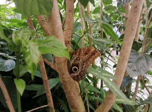 Más de 14 especies son criadas en 10 mariposarios existentes en Panamá.