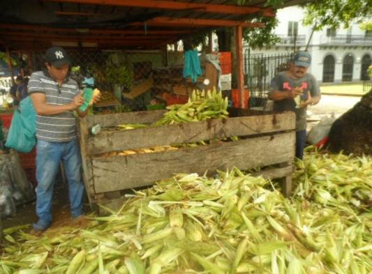 La mayoría del maíz nuevo que se vende en David procede del distrito de Alanje.