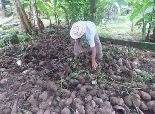 Agricultores mantienen la cosecha de tubérculos en los patios de sus residencias ante la dificultad para comercializarlos por la falta de vías de acceso en buen estado.