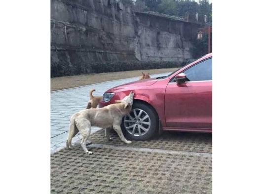 Venganza canina le cuesta el carro a un hombre en China.