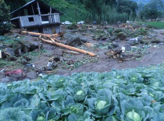 Productores de repollos perdieron de la producción que se tenia sembrada.
