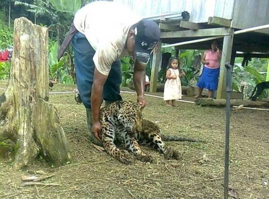 Se meten a las fincas a la luz del día.