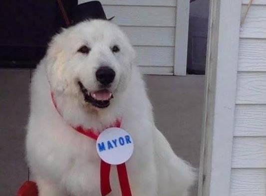 Eligen a perro como alcalde en una comunidad de Estados Unidos.