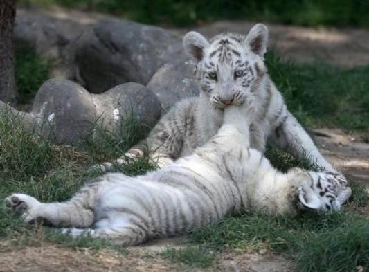 Zoológico de Perú, exhibe&nbsp;nuevos tigres blancos de Bengala nacidos en cautiverio