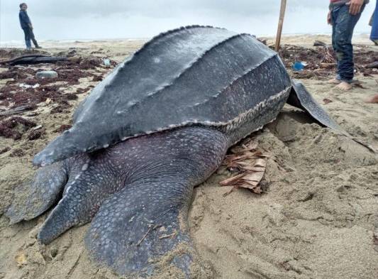 Panamá tiene el privilegio de contar con 79 playas de anidación de tortugas marinas: 45 de ellas, en la costa del Pacífico y 39 en la costa caribeña