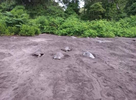 La playa Marinera es el escenario del nacimiento de más de 1 millón 300 mil  tortugas marinas y en donde se han liberado cerca de 2 millones de galápagos.