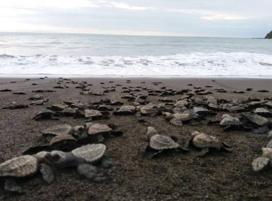 Playa La Marinera, la cuna panameña para millones de tortugas marinas