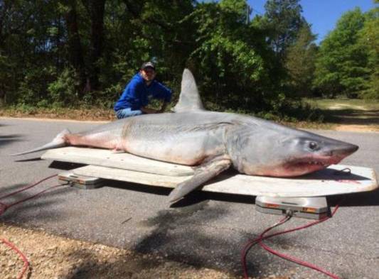 Pesca tiburón de 804 libras