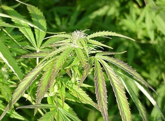 Planta de Marihuana.