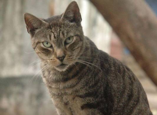 Gatos serán operados par no tener crías.